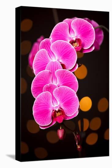 USA, Oregon, Keizer, Cultivated Orchid-Rick A Brown-Stretched Canvas