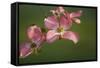 USA, Oregon, Keizer, Flowering Dogwood in Neighborhood-Rick A. Brown-Framed Stretched Canvas