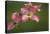 USA, Oregon, Keizer, Flowering Dogwood in Neighborhood-Rick A. Brown-Stretched Canvas