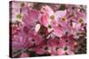 USA, Oregon, Keizer, Flowering Dogwood in Neighborhood-Rick A. Brown-Stretched Canvas