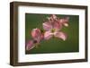 USA, Oregon, Keizer, Flowering Dogwood in Neighborhood-Rick A. Brown-Framed Photographic Print