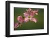 USA, Oregon, Keizer, Flowering Dogwood in Neighborhood-Rick A. Brown-Framed Photographic Print