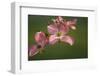 USA, Oregon, Keizer, Flowering Dogwood in Neighborhood-Rick A. Brown-Framed Photographic Print