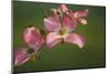 USA, Oregon, Keizer, Flowering Dogwood in Neighborhood-Rick A. Brown-Mounted Photographic Print