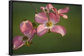 USA, Oregon, Keizer, Flowering Dogwood in Neighborhood-Rick A. Brown-Framed Photographic Print