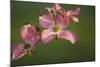 USA, Oregon, Keizer, Flowering Dogwood in Neighborhood-Rick A. Brown-Mounted Photographic Print