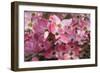 USA, Oregon, Keizer, Flowering Dogwood in Neighborhood-Rick A. Brown-Framed Photographic Print