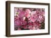 USA, Oregon, Keizer, Flowering Dogwood in Neighborhood-Rick A. Brown-Framed Photographic Print