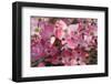 USA, Oregon, Keizer, Flowering Dogwood in Neighborhood-Rick A. Brown-Framed Photographic Print