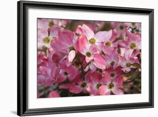 USA, Oregon, Keizer, Flowering Dogwood in Neighborhood-Rick A. Brown-Framed Photographic Print