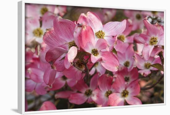 USA, Oregon, Keizer, Flowering Dogwood in Neighborhood-Rick A. Brown-Framed Photographic Print