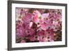 USA, Oregon, Keizer, Flowering Dogwood in Neighborhood-Rick A. Brown-Framed Photographic Print