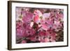 USA, Oregon, Keizer, Flowering Dogwood in Neighborhood-Rick A. Brown-Framed Photographic Print