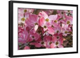 USA, Oregon, Keizer, Flowering Dogwood in Neighborhood-Rick A. Brown-Framed Photographic Print