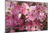 USA, Oregon, Keizer, Flowering Dogwood in Neighborhood-Rick A. Brown-Mounted Photographic Print