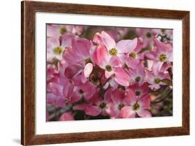 USA, Oregon, Keizer, Flowering Dogwood in Neighborhood-Rick A. Brown-Framed Photographic Print