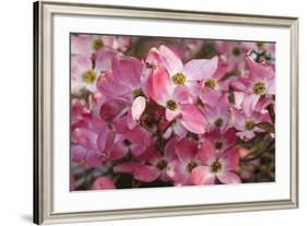 USA, Oregon, Keizer, Flowering Dogwood in Neighborhood-Rick A. Brown-Framed Photographic Print
