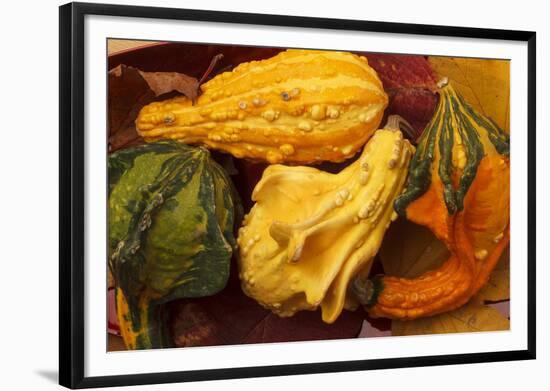 Usa, Oregon, Keizer, gourds.-Rick A Brown-Framed Photographic Print