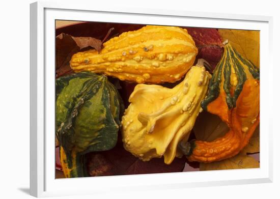 Usa, Oregon, Keizer, gourds.-Rick A Brown-Framed Photographic Print