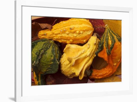 Usa, Oregon, Keizer, gourds.-Rick A Brown-Framed Premium Photographic Print