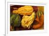 Usa, Oregon, Keizer, gourds.-Rick A Brown-Framed Premium Photographic Print