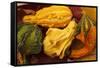 Usa, Oregon, Keizer, gourds.-Rick A Brown-Framed Stretched Canvas