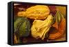 Usa, Oregon, Keizer, gourds.-Rick A Brown-Framed Stretched Canvas