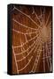 USA, Oregon, Keizer. Hoarfrost on Orb Spider Web-Rick A. Brown-Framed Stretched Canvas