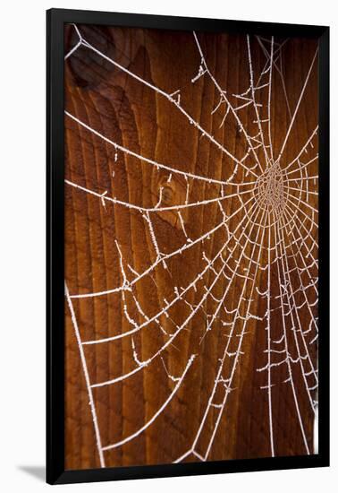 USA, Oregon, Keizer. Hoarfrost on Orb Spider Web-Rick A. Brown-Framed Photographic Print
