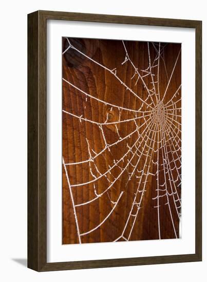 USA, Oregon, Keizer. Hoarfrost on Orb Spider Web-Rick A. Brown-Framed Photographic Print