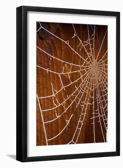 USA, Oregon, Keizer. Hoarfrost on Orb Spider Web-Rick A. Brown-Framed Photographic Print