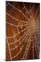 USA, Oregon, Keizer. Hoarfrost on Orb Spider Web-Rick A. Brown-Mounted Photographic Print