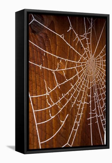 USA, Oregon, Keizer. Hoarfrost on Orb Spider Web-Rick A. Brown-Framed Stretched Canvas