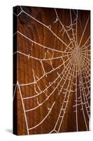 USA, Oregon, Keizer. Hoarfrost on Orb Spider Web-Rick A. Brown-Stretched Canvas