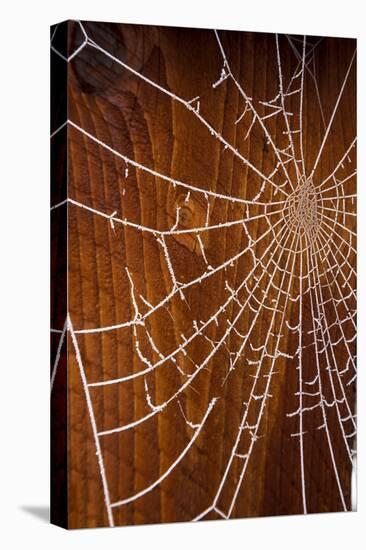 USA, Oregon, Keizer. Hoarfrost on Orb Spider Web-Rick A. Brown-Stretched Canvas