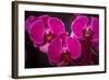 USA, Oregon, Keizer, Hybrid Orchid-Rick A Brown-Framed Photographic Print