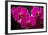 USA, Oregon, Keizer, Hybrid Orchid-Rick A Brown-Framed Photographic Print