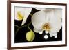 USA, Oregon, Keizer, Hybrid Orchid-Rick A Brown-Framed Photographic Print