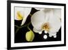 USA, Oregon, Keizer, Hybrid Orchid-Rick A Brown-Framed Photographic Print