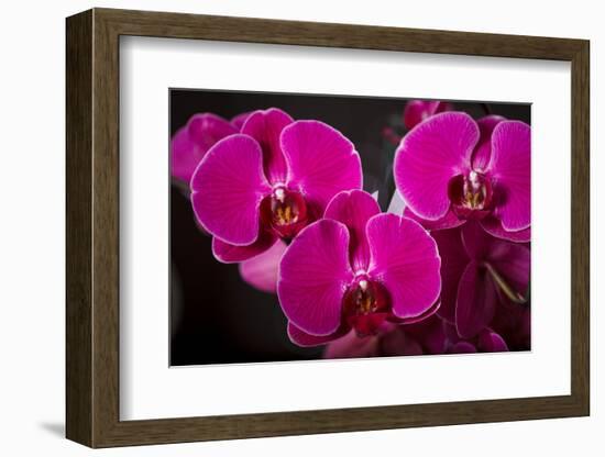 USA, Oregon, Keizer, Hybrid Orchid-Rick A Brown-Framed Photographic Print