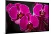 USA, Oregon, Keizer, Hybrid Orchid-Rick A Brown-Mounted Photographic Print