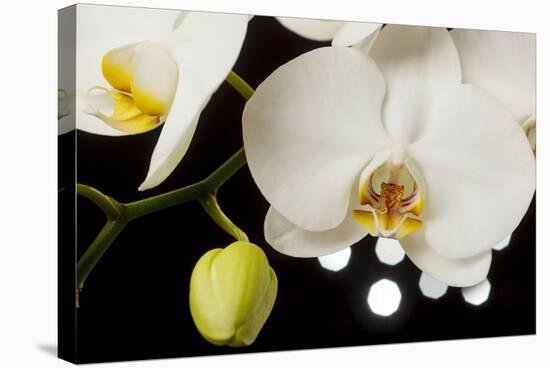 USA, Oregon, Keizer, Hybrid Orchid-Rick A Brown-Stretched Canvas