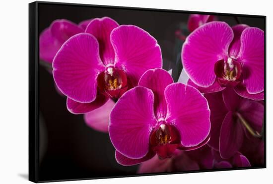 USA, Oregon, Keizer, Hybrid Orchid-Rick A Brown-Framed Stretched Canvas