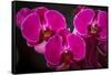 USA, Oregon, Keizer, Hybrid Orchid-Rick A Brown-Framed Stretched Canvas