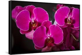 USA, Oregon, Keizer, Hybrid Orchid-Rick A Brown-Framed Stretched Canvas