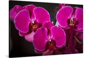 USA, Oregon, Keizer, Hybrid Orchid-Rick A Brown-Stretched Canvas