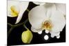 USA, Oregon, Keizer, Hybrid Orchid-Rick A Brown-Mounted Premium Photographic Print