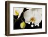 USA, Oregon, Keizer, Hybrid Orchid-Rick A Brown-Framed Premium Photographic Print