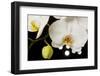 USA, Oregon, Keizer, Hybrid Orchid-Rick A Brown-Framed Premium Photographic Print