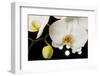 USA, Oregon, Keizer, Hybrid Orchid-Rick A Brown-Framed Premium Photographic Print